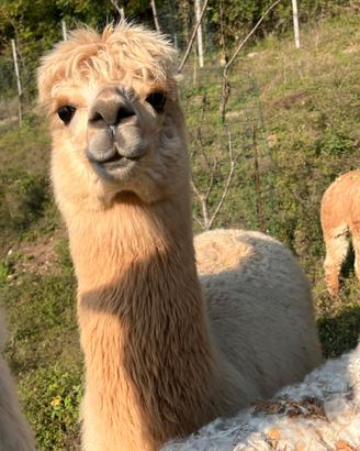 Alpaca