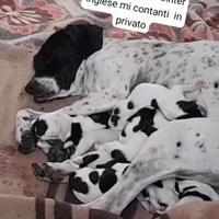 Cuccioli Pointer inglese