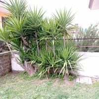 Vendita piante yucca