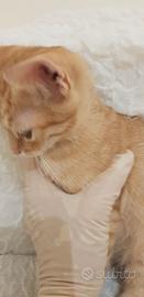 Gattino rosso di europeo