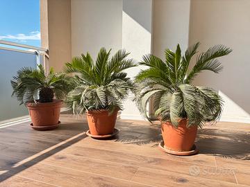 3 cycas Piante