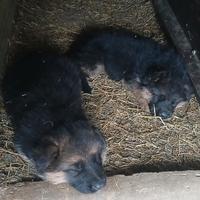 Cuccioli Pastore tedesco
