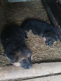 Cuccioli Pastore tedesco
