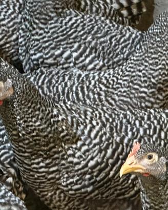 Gallina ornamentale Amrock