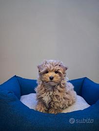Maltipoo