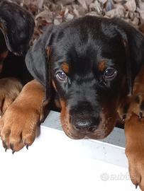Dobermann alta genealogia