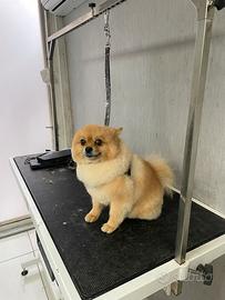 Spits pomerania maschio 4 anni