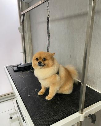 Spits pomerania maschio 4 anni