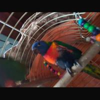 Lorichetto arcobaleno