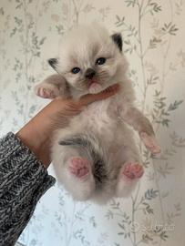 Cucciolo Ragdoll con pedigree