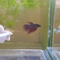 Halfmoon e Halfmoon dumbo Salamander