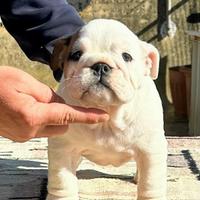 Bulldog