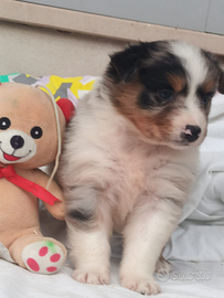 Pastore australiano con pedigree