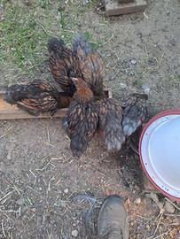 Pulcini & Pulcinotti da galline ornamentali