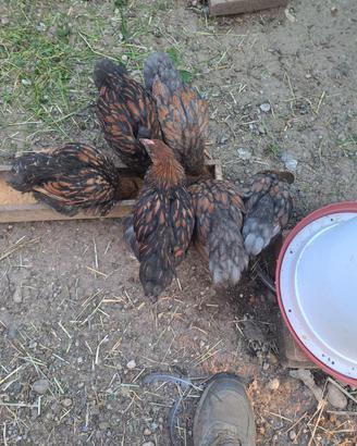 Pulcini & Pulcinotti da galline ornamentali
