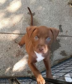 Cuccioli American Pit bull terrier