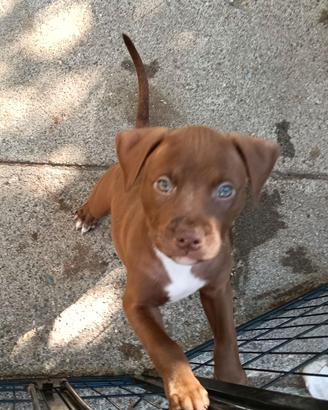 Cuccioli American Pit bull terrier