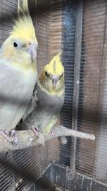 Coppia calopsite faccia pastello