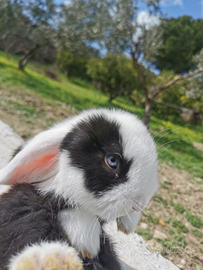 Conigli minilop