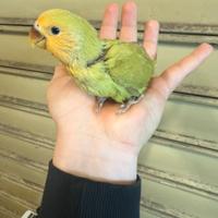 Inseparabile allevato a mano quasi svezzato