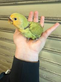 Inseparabile allevato a mano quasi svezzato