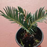 cycas revoluta 