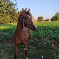 Cavallo arabo