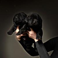 Cuccioli di Labrador