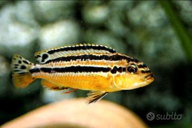 Melanochromis auratus