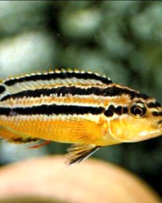 Melanochromis auratus