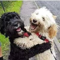Dog sitter week end