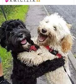 Dog sitter week end