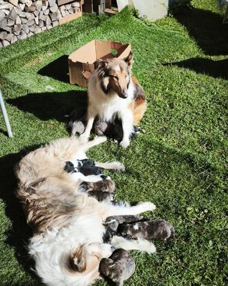 Cuccioli di collie