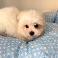 Cuccioli maltesi toy