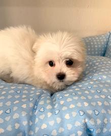 Cuccioli maltesi toy