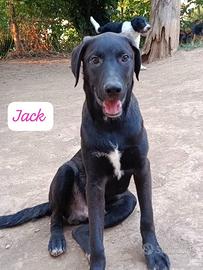 Cucciolo 8 mesi