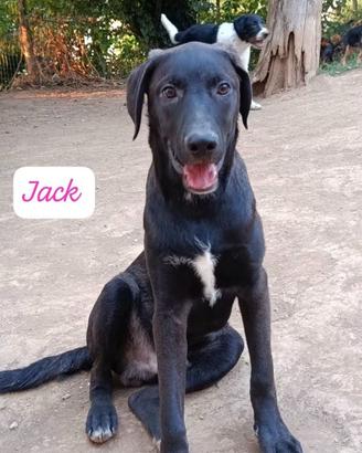 Cucciolo 8 mesi