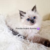 Cuccioli di gatto siberiano