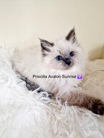 Cuccioli di gatto siberiano