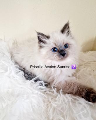 Cuccioli di gatto siberiano