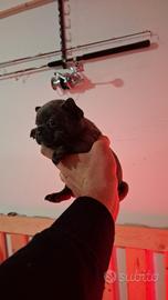 Cuccioli di bulldog francese esotici