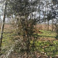 Piante sughero
