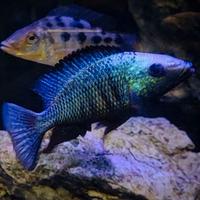 Fossorochromis Rostratus (Malawi)