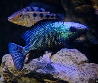 Fossorochromis Rostratus (Malawi)