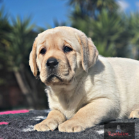 Labrador cuccioli il papà Campione Riproduttore