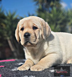 Labrador cuccioli il papà Campione Riproduttore