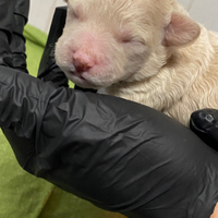 Cuccioli barboncini
