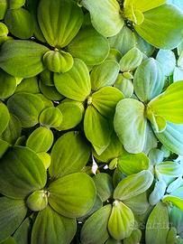Pistia - pianta galleggiante
