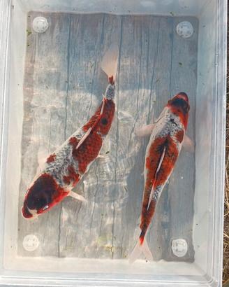 Carpe koi - budo goromo - 35/40 cm circa