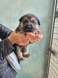 Cucciolo mix pastore tedesco in adozione